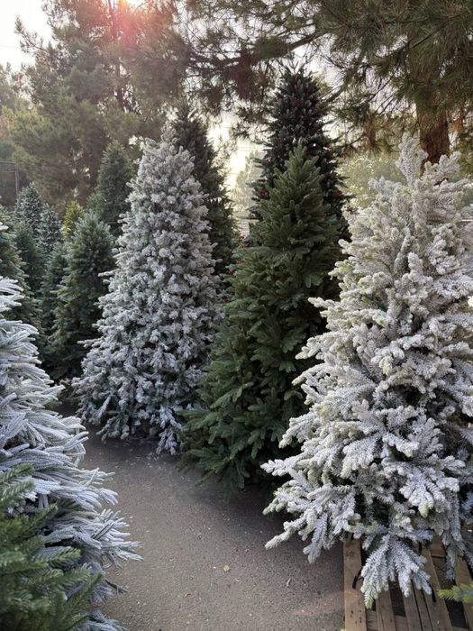 Ёлка оптом любой размер