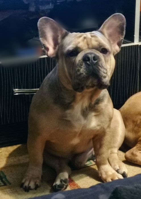 Французский бульдог(вязка)