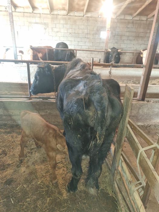 Продам корову 4 оттел