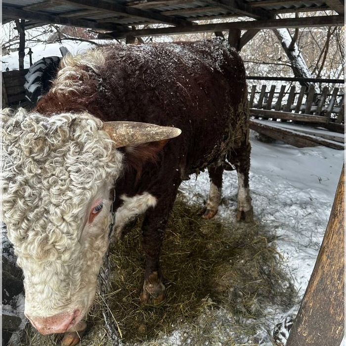 Пукалар бар 10 шт