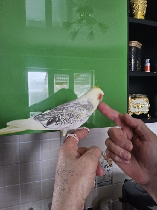 Попугай   ручной