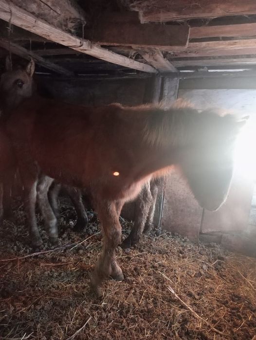 Продается Жабагы