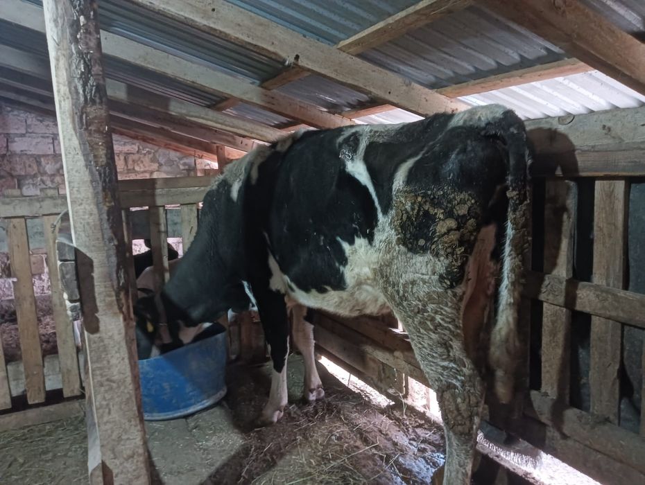 Сауын сиыр чёрнопёстрый