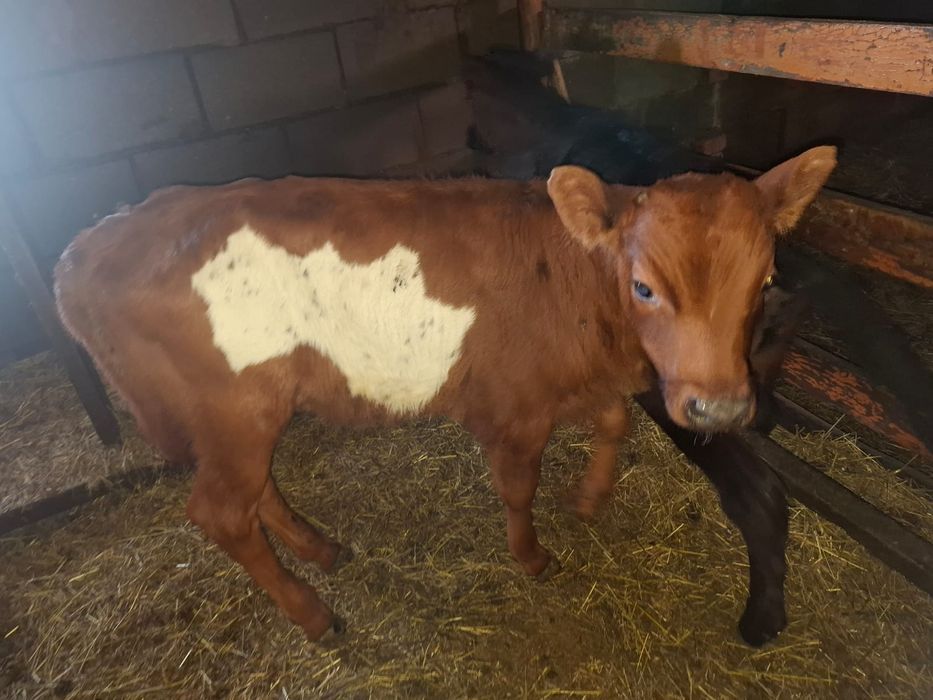 Теленок 2 месяца