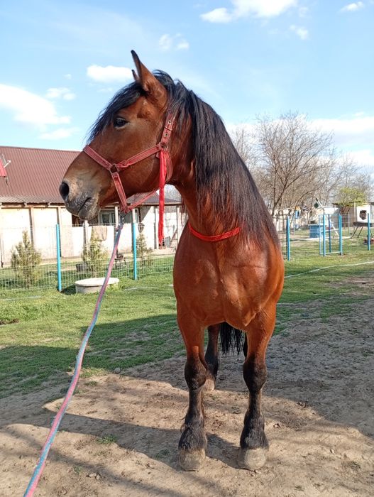 Vând său schimb o pereche de cai castrați