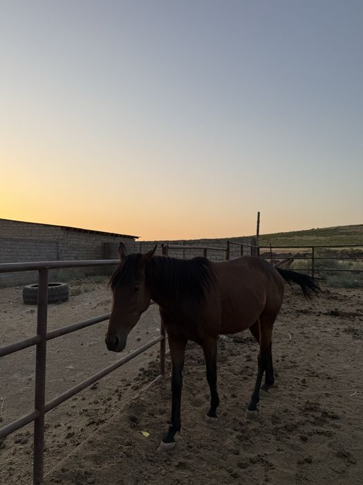 Тазағанды байтал сатылпды