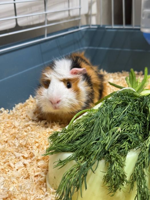 Морская свинка Малчик красавчик