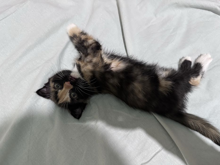 Вислоухие котяты