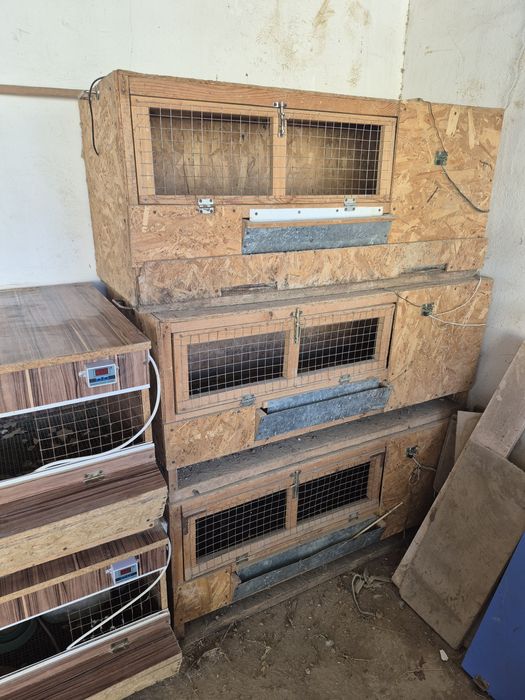 Бруддер балапандарға