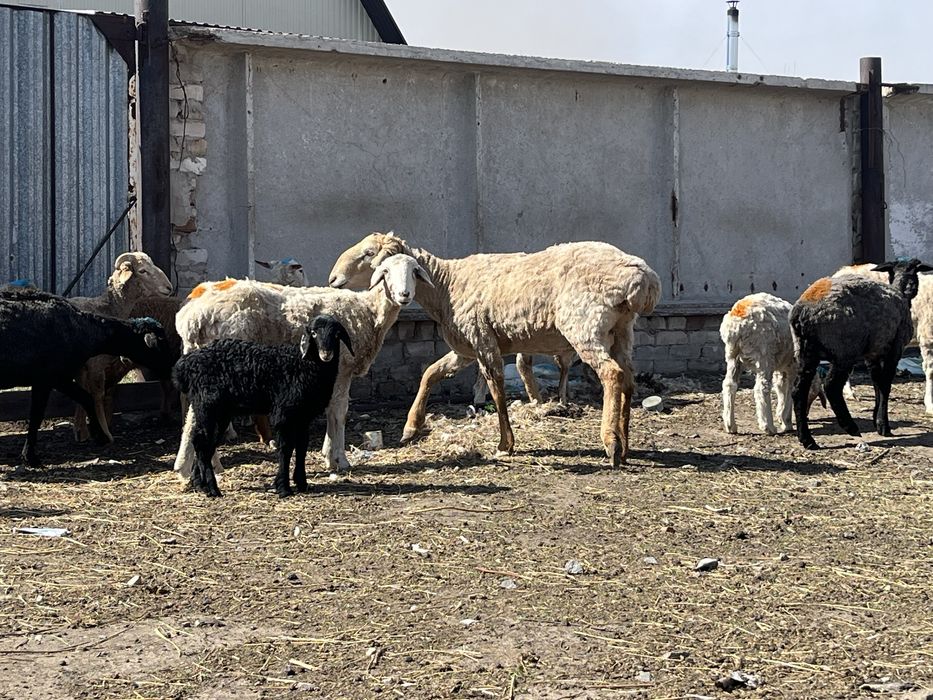 Продам кошкара 2 года