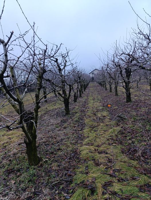 Tăieri pomi, arbuști, plante ornamentale