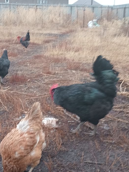 Продаются Петухи