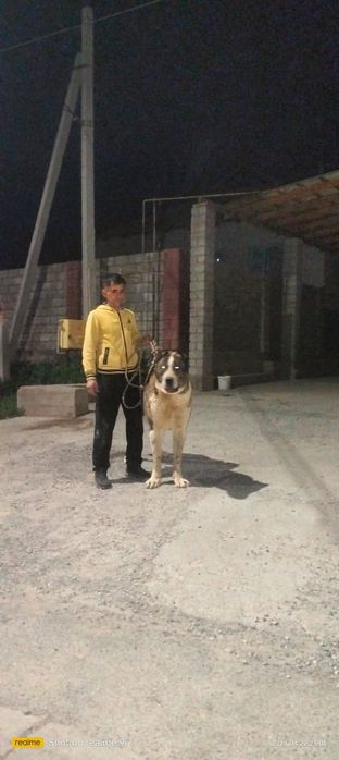 Кавкаский супертяж