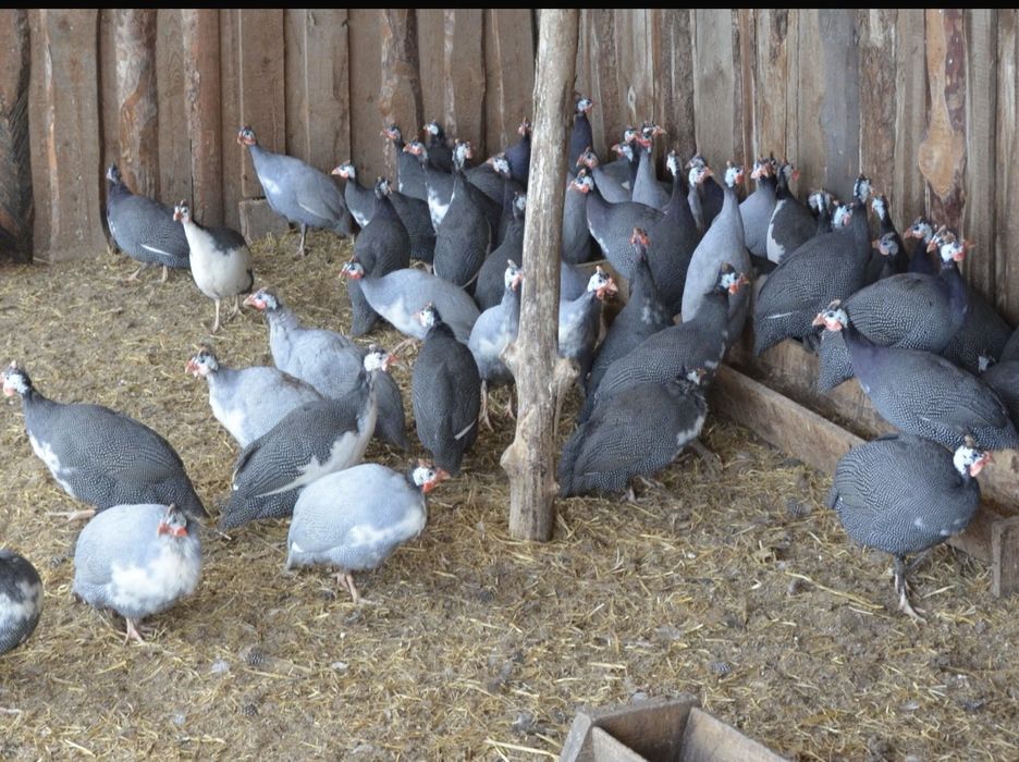 Яйцо цесарки-400 тг