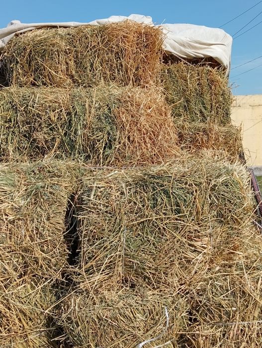 Beda pres 3- uroq 42 ming