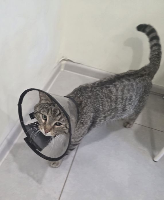 Котик здоровый кастрированный