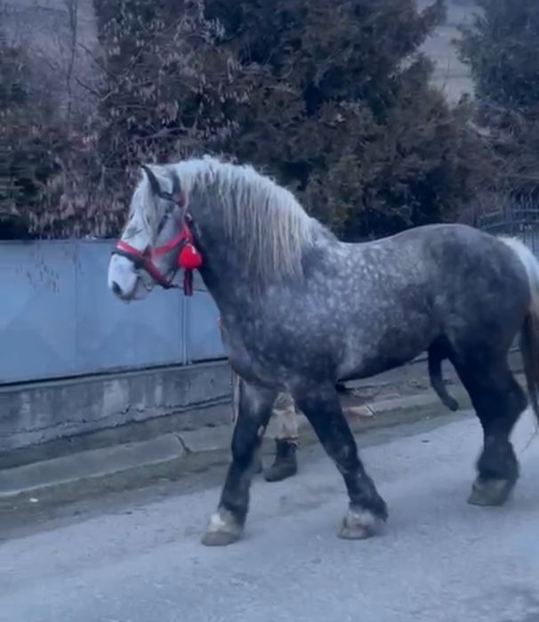 Armasar de 4 ani pentru monta sau vanzare