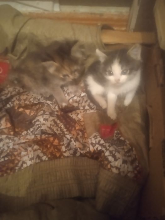 Отдам котят в хорошие руки