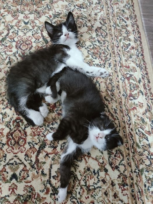 Котята в добрые руки.
