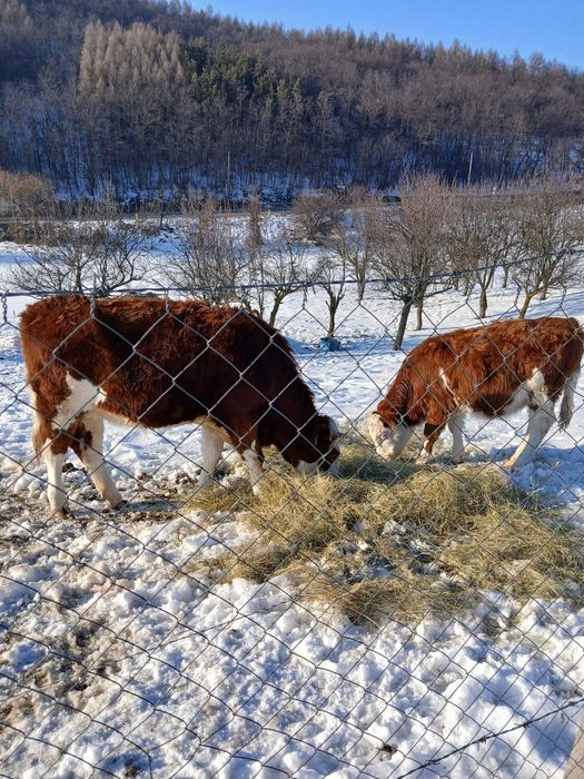 Vind o juninca gestanta în luna 4 și o vitea de 6 luni (si separat)