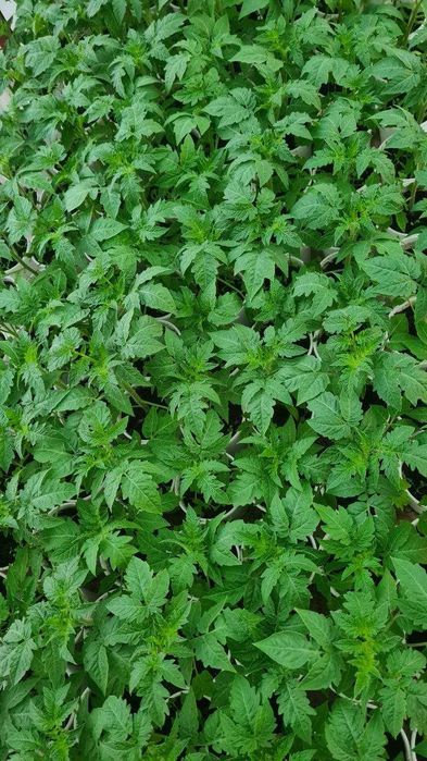 Рассада, Помидоры, Перцы, Баклажаны