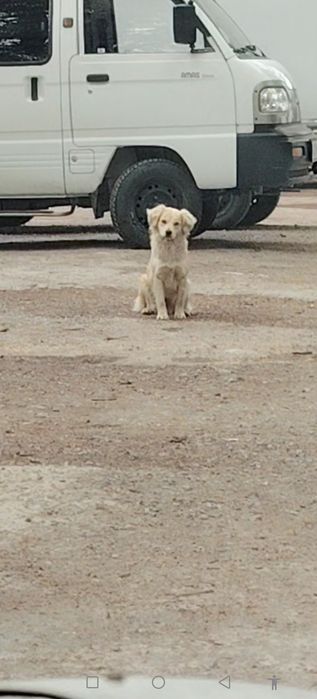 Отдам в хорошие руки девочка умная и дружелюбная