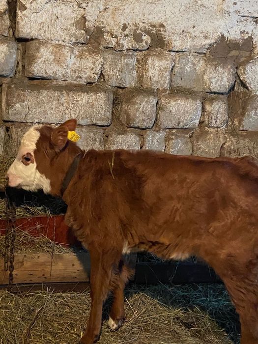 Продаём корову с теленком