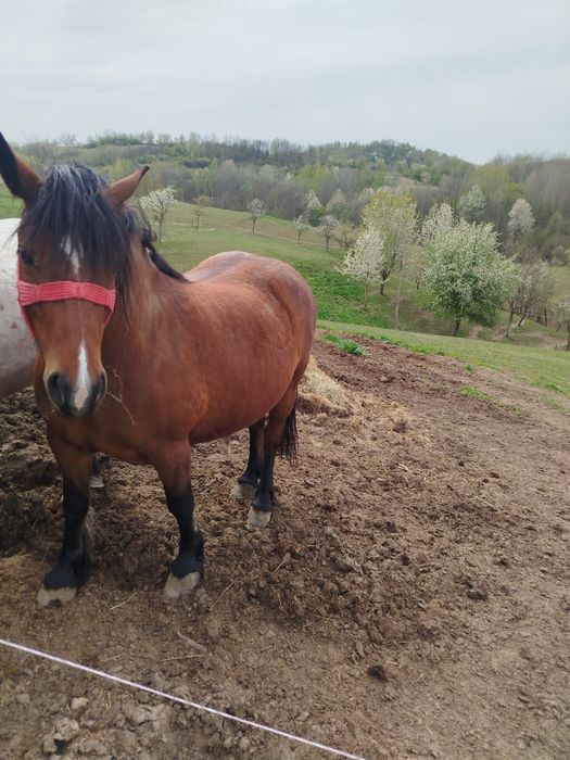 Iapa si manz de vanzare