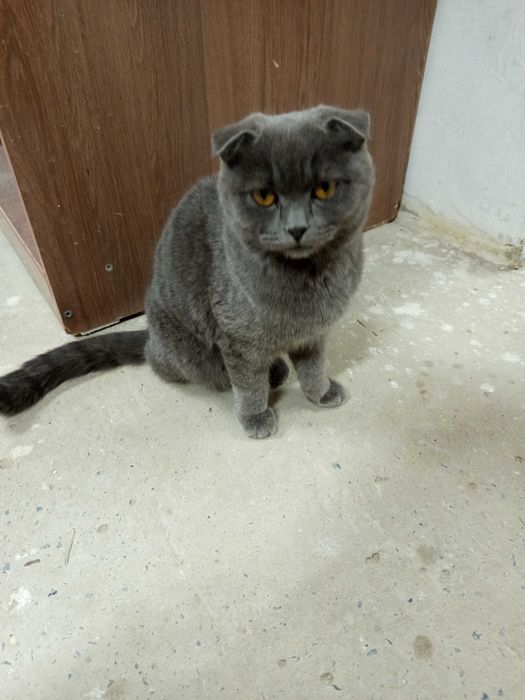 Красивый кот ищет дом