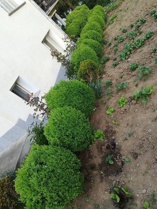 Различни чемшири за красиви градини