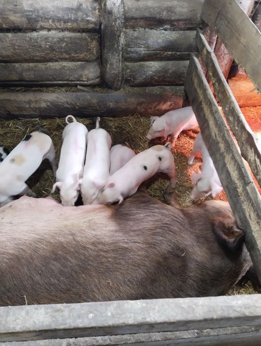 Продажа поросят .