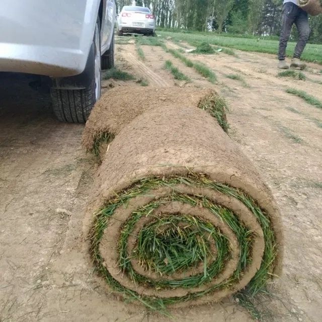 Натуральный рулонный газон в ташкенте
