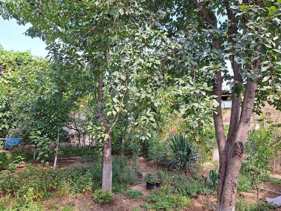 Samarqand Darvoza Shayxontahur 4 - Sotux Xovli Sotiladi