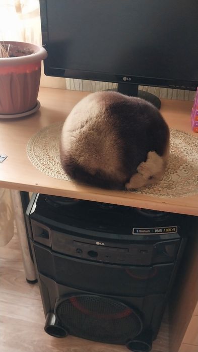 Норковые береты продам