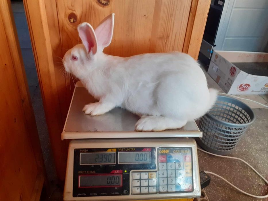 Iepuri hycol francez