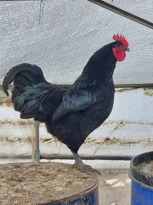 Cocos Australorp  9 luni negri ,gri/splash