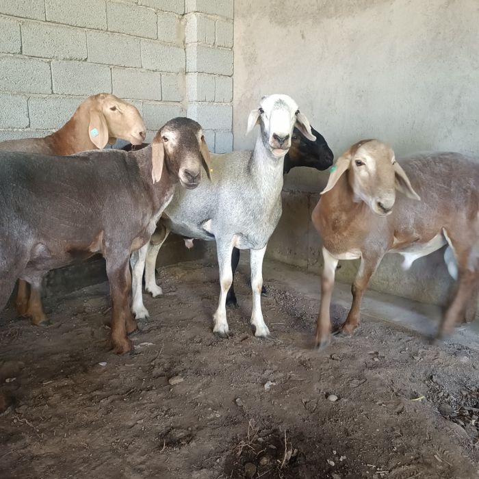 Урыктыкка токты-кошкарлар 5 бас