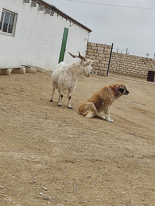 Занен. Теке.  Коза, Козел