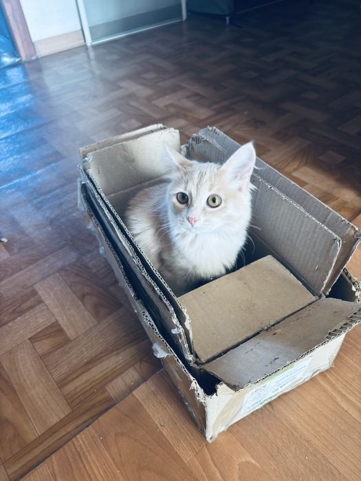 Котенок в добрые руки