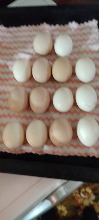 Продаются яйца дакан бойцовых