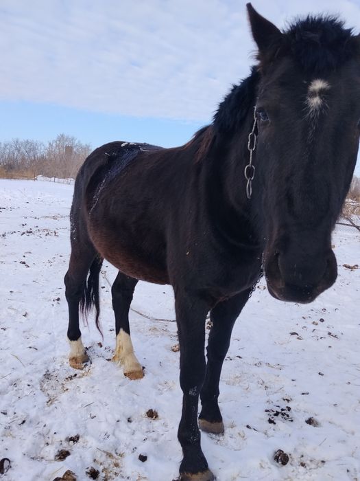 Продам Жеребеца 4 года