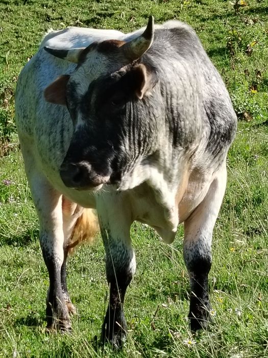 Vând taur belgian