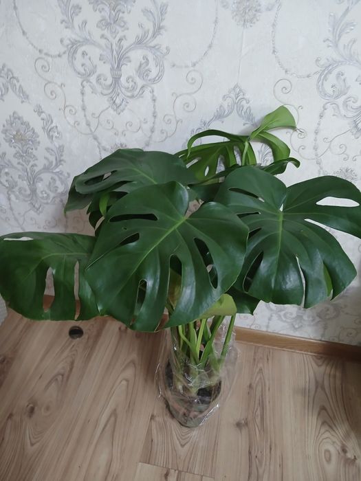 Комнатные растения