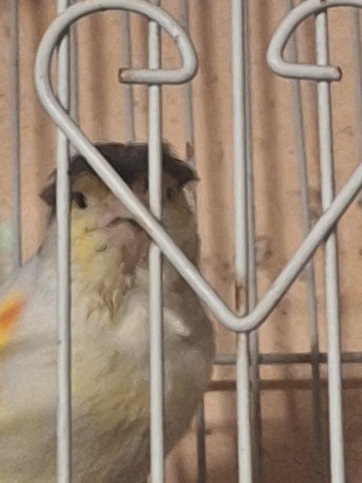 Vand o pereche de papagali  canari portughez