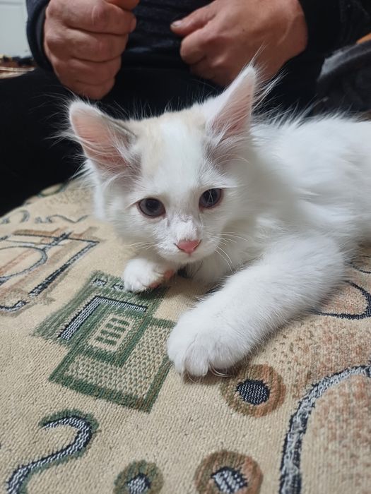 Одам даром котят.