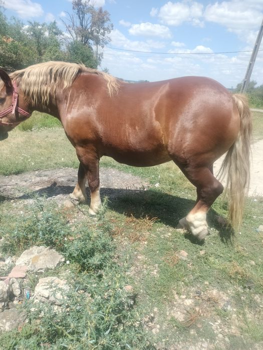 Vând iapă 5 ani, preț 5200 euro