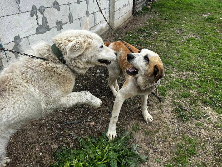 Ciobanesc Asia Centrală