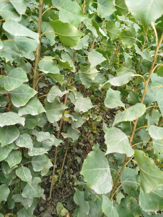 Oʻzbekiston terak koʻchatlar