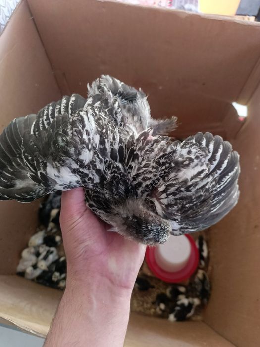 Тоза зотли брама  жужалар!