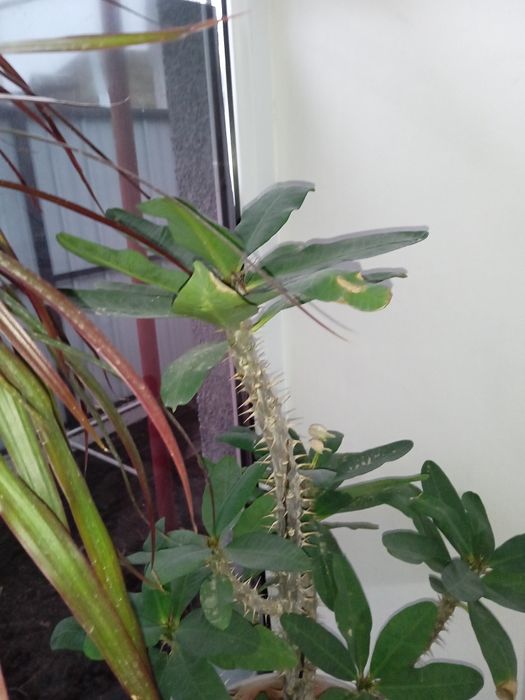 Молочай миля продам  растение